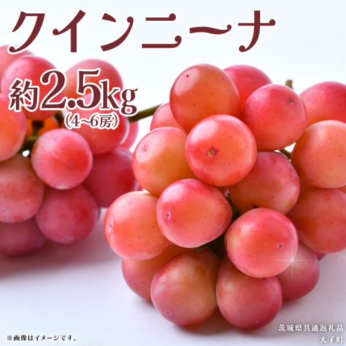 クインニーナ 約2.5kg (4～6房) 【2026年8月下旬発送開始】(茨城県共通返礼品：大子町) ぶどう 葡萄 ブドウ 果物 フルーツ 果実 2509113 - 茨城県牛久市