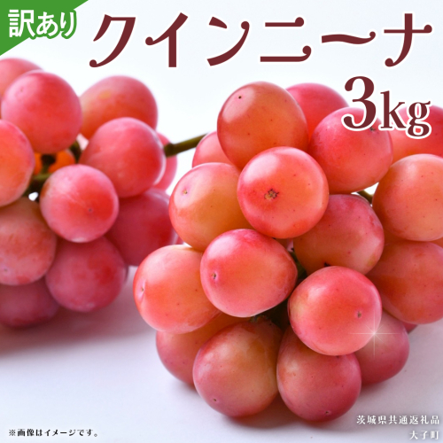 【 訳あり 】 クインニーナ 3kg 【2026年9月発送開始】(茨城県共通返礼品：大子町) ぶどう 葡萄 ブドウ 果物 フルーツ 果実 ワケあり ご自宅用 ご家庭用 自分用 2509114 - 茨城県牛久市
