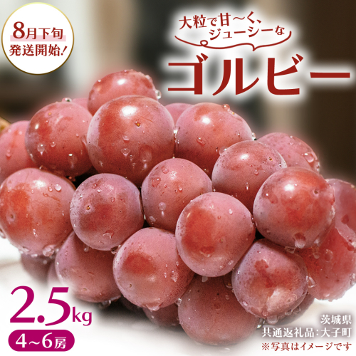 ゴルビー 2.5kg (4～6房)【2026年8月下旬発送開始】(茨城県共通返礼品：大子町) ぶどう 葡萄 ブドウ 果物 フルーツ 果実 2509115 - 茨城県牛久市