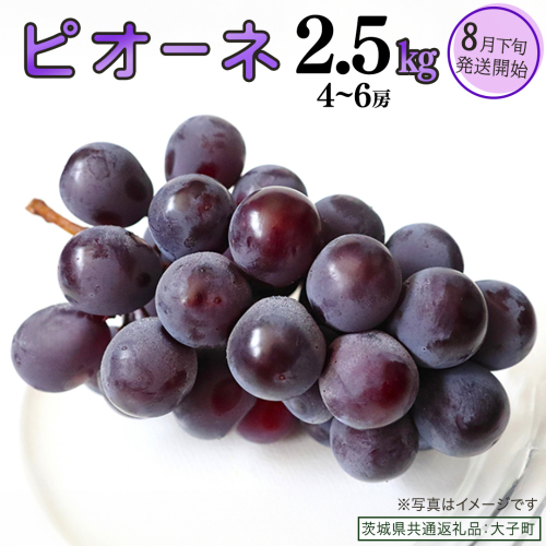 ピオーネ 2.5kg (4～6房)【2026年8月下旬発送開始】(茨城県共通返礼品：大子町) ブドウ ぶどう 葡萄 ピオーネ 果物 フルーツ 果実 2509130 - 茨城県牛久市