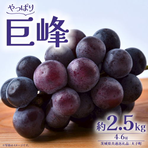 巨峰 2.5kg (4～6房)【2026年8月下旬発送開始】(茨城県共通返礼品：大子町) ぶどう 葡萄 ブドウ フルーツ 果物 スイーツ 2509148 - 茨城県牛久市