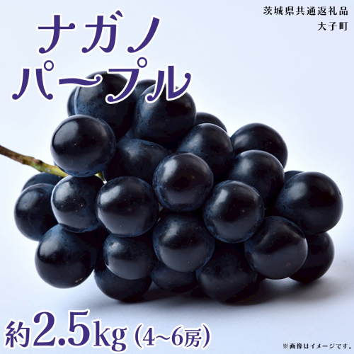 ナガノパープル 2.5kg (4～6房)【2026年8月下旬発送開始】(茨城県共通返礼品：大子町) ぶどう 葡萄 ブドウ 果物 フルーツ 果実 2509153 - 茨城県牛久市