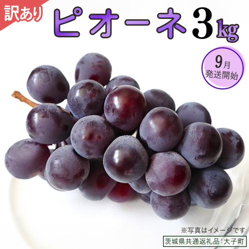 【 訳あり 】 ピオーネ 3kg 【2026年9月発送開始】(茨城県共通返礼品：大子町) ブドウ ぶどう 葡萄 ピオーネ 果物 フルーツ 果実 ワケあり ご自宅用 ご家庭用 自分用 2509155 - 茨城県牛久市
