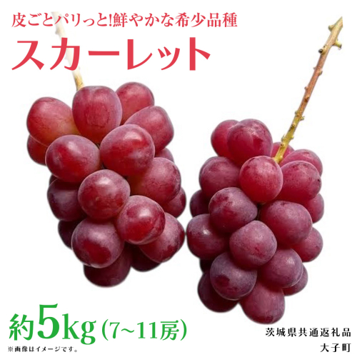 スカーレット 5kg 【2026年7月上旬発送開始】(茨城県共通返礼品：大子町) スカーレット ぶどう ブドウ 葡萄 皮ごと 希少種 フルーツ 赤い シャインマスカット 血統 贈答用 旬果  2509223 - 茨城県牛久市