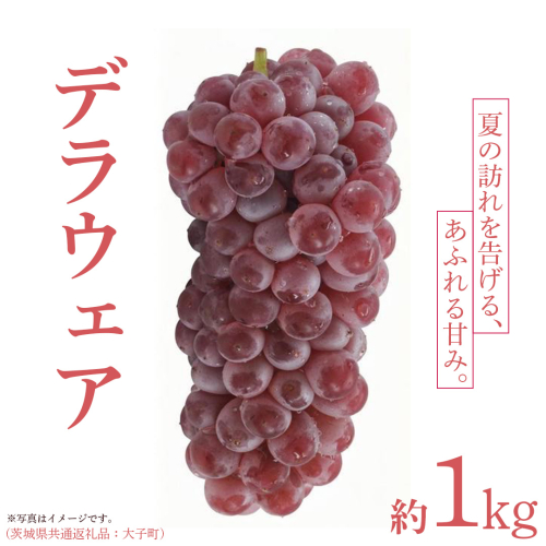 デラウェア 1kg 【 2026年6月発送開始 】 (茨城県共通返礼品：大子町) デラウェア ぶどう ブドウ 葡萄 完熟 種無し フルーツ 旬果 2509225 - 茨城県牛久市