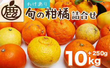 ＜1月より発送＞家庭用 柑橘詰合せ10kg+250g（傷み補償分）（傷み補償分）【訳あり・わけあり】【有田の春みかん詰め合わせ・フルーツ詰め合せ・オレンジつめあわせ】【光センサー選別】 2509280 - 和歌山県美浜町
