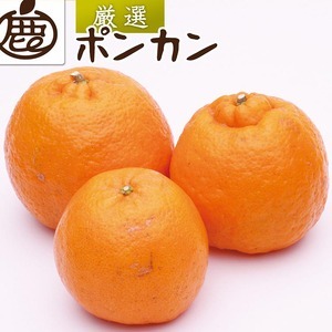 ＜1月より発送＞厳選 ポンカン10kg+250g（傷み補償分） 2509281 - 和歌山県美浜町