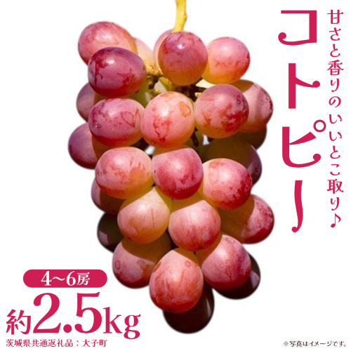 コトピー 2.5kg 【2026年8月下旬発送開始 】 (茨城県共通返礼品：大子町) コトピー ぶどう ブドウ 葡萄 皮ごと 赤い シャインマスカット 新品種 フルーツ 旬果 2509291 - 茨城県牛久市