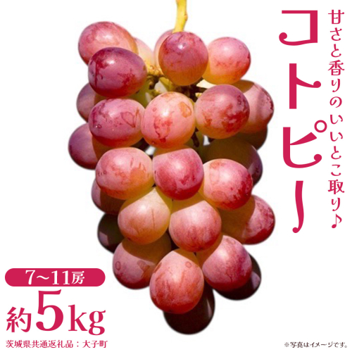 コトピー 5kg 【2026年8月下旬発送開始 】 (茨城県共通返礼品：大子町) コトピー ぶどう ブドウ 葡萄 皮ごと 赤い シャインマスカット 新品種 フルーツ 旬果 2509310 - 茨城県牛久市