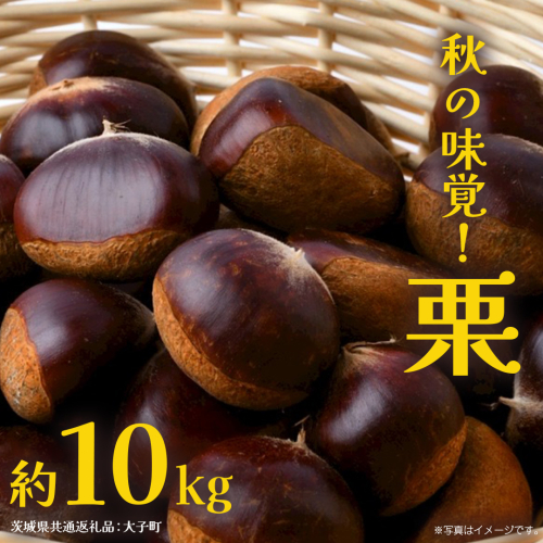 栗 10kg 【2026年9月上旬発送開始】(茨城県共通返礼品：大子町) くり マロン 果物 スイーツ モンブラン 栗きんとん 生栗 焼き栗 甘栗 2509315 - 茨城県牛久市