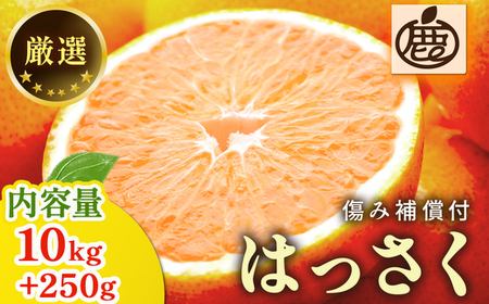 ＜1月より発送＞厳選 はっさく10kg+250g（傷み補償分） ｜ 八朔みかん ハッサク 2509357 - 和歌山県美浜町