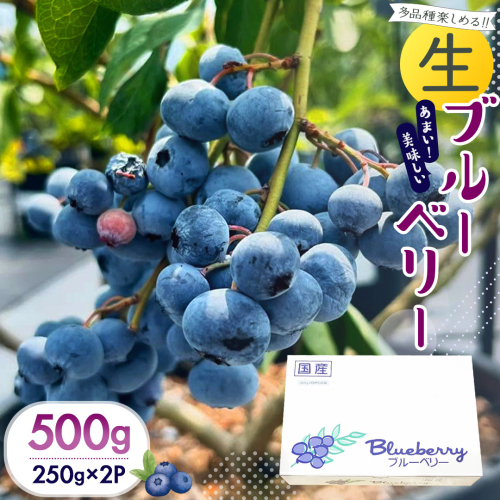 茨城県産 生 ブルーベリー 合計 500g (250g×2P) 多品種 果実 果物 くだもの フルーツ おやつ ブルーベリー ベリー ジャム 小分け[DZ001sa] 2509681 - 茨城県桜川市