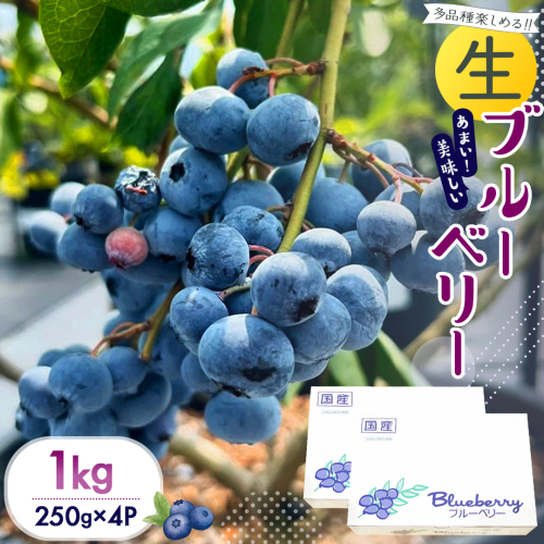 茨城県産 生 ブルーベリー 合計 1kg (250g×4P) 多品種 果実 果物 くだもの フルーツ おやつ ブルーベリー ベリー ジャム 小分け[DZ002sa] 2509684 - 茨城県桜川市