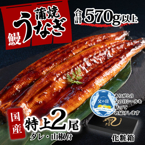 【父の日】【化粧箱】特上 国産うなぎ 蒲焼 2尾セット 【合計570g以上】 タレ・山椒付 ウナギ 鰻 うな重 ひつまぶし 人気 茨城 八千代町 ふるさと納税 冷凍 ギフト 化粧箱 父の日 2509689 - 茨城県八千代町