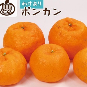 ＜1月より発送＞家庭用 ポンカン10kg+250g（傷み補償分） 2510072 - 和歌山県美浜町