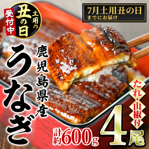 【0204348a-2607】＜土用の丑の日までにお届け＞東串良町のうなぎ蒲焼(無頭)(4尾・計約600g・タレ、山椒付) うなぎ 高級 ウナギ 鰻 国産 蒲焼 蒲焼き たれ 鹿児島 ふるさと 人気 丑の日 【アクアおおすみ】 2510114 - 鹿児島県東串良町