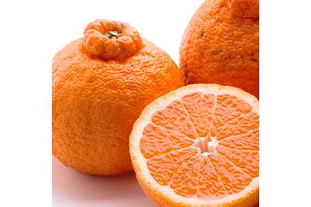 ＜2月より発送＞家庭用 不知火10kg+250g（傷み補償分）【デコポンと同品種・人気の春みかん】 わけあり 訳あり ワケアリ 2510117 - 和歌山県美浜町