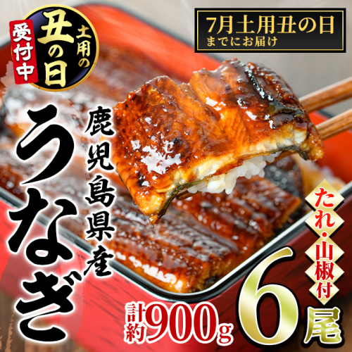 【0394344a-2607】＜土用の丑の日までにお届け＞東串良町のうなぎ蒲焼(無頭)(6尾・計約900g・タレ、山椒付) うなぎ 高級 ウナギ 鰻 国産 蒲焼 蒲焼き たれ 鹿児島 ふるさと 人気 丑の日 【アクアおおすみ】 2510122 - 鹿児島県東串良町