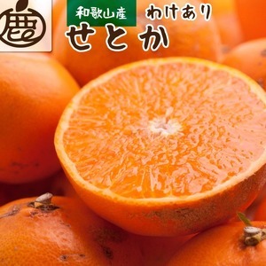＜2月より発送＞家庭用 せとか7.5kg+250g（傷み補償分）【柑橘・春みかんの王様】【光センサー選果・食べ頃出荷】訳あり わけあり ワケアリ 2510170 - 和歌山県美浜町