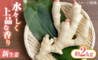 【先行予約】【6月下旬から順次発送】 新生姜 2kg 新生姜 生姜 しょうが ショウガ 愛媛県大洲市/株式会社誠実村 [AGER003] 国産 根菜 薬味 料理 そうめん うどん スープ ジンジャーエール しょうが湯 しょうが焼き 食材 温活 ダイエット 生鮮野菜 農産物 旬 新鮮 産地直送 お取り寄せ 大洲市 愛媛県