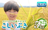 [先行予約]令和8年産 無洗米 こしいぶき 5kg 新潟限定 越後の新しい息吹 コシヒカリ の遺伝子を引き継ぐ 米 おこめ お米 ご飯 ごはん オニギリ お弁当 kome 送料無料 数量限定 農家直送 産地直送 国産 川瀬農園 四代目 悠助 新潟 新発田 kwsMKI001_202609