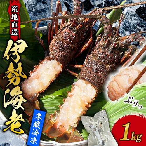 【 訳あり 】 伊勢海老 冷凍 2kg わけあり いせえび 海老 えび エビ イセエビ 冬眠冷凍 家庭用 海鮮 鮮度 産地直送 漁師直送 刺し身 味噌汁 だし ふるさと納税 高知県 室戸市 2511626 - 高知県室戸市
