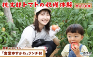＜桃太郎トマトの収穫体験（食堂ゆすかわのランチ付き）＞トマト収穫 体験 収穫 利用券 チケット 1名 1人 ランチ付き 桃太郎トマト トマト 持ち帰り 特産品 遊子川ザ・リコピンズ 愛媛県 西予市『1か月以内にチケット発送予定』