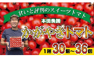 【2026年 先行予約】【人気のスイーツトマト】本田農園のかがやきトマト1箱（約30個～36個）とまと 甘い 野菜
