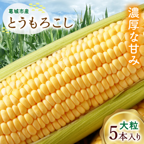 奈良県産 とうもろこし おおもの 5本入り 【2027年7月初旬～7月末頃に順次発送予定】／ 23ファーム トウモロコシ コーン スイートコーン 美味い  甘い 野菜 産直 新鮮 旬 茹で スープ サラダ グリル 名産 健康 美容 栄養 ふるさと納税 人気 家族  奈良県 葛城市【fumi001】 2512534 - 奈良県葛城市