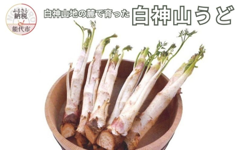 【2月～3月期間限定出荷】白神山うど 1ケース 3L 2L 秋田県 能代市 山菜 2512976 - 秋田県能代市