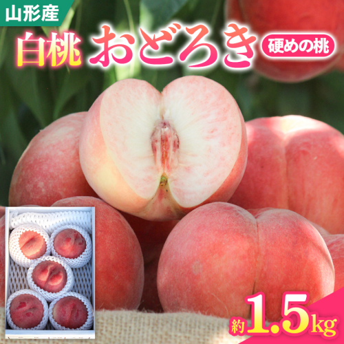 山形県産白桃おどろき 約1.5kg[硬めの桃]【令和8年産先行予約】FS25-148 2513067 - 山形県山形市