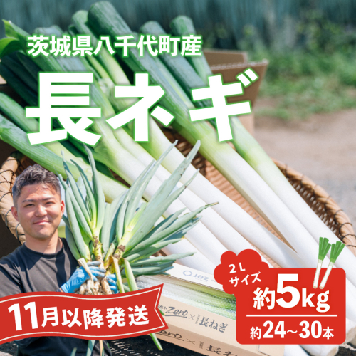 【先行受付 2026年11月以降発送開始】長ネギ 約5kg 2L 約24本～30本 茨城県産 八千代町産 野菜 農家直送 化成肥料不使用 有機肥料100% ねぎ 長ねぎ ネギ 旨味 認定農業者 8500円 [DJ002ya] 2513671 - 茨城県八千代町