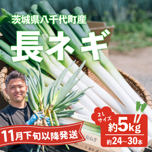 【先行受付 2026年11月下旬以降発送開始】長ネギ 約5kg 2L 約24本～30本 茨城県産 八千代町産 野菜 農家直送 化成肥料不使用 有機肥料100% ねぎ 長ねぎ ネギ 旨味 認定農業者 8500円 [DJ002ya] 2513671 - 茨城県八千代町