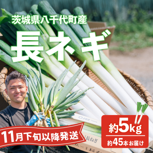 【先行受付 2026年11月下旬以降発送開始】長ネギ 約5kg 約45本 茨城県産 八千代町産 野菜 農家直送 化成肥料不使用 有機肥料100% ねぎ 長ねぎ ネギ 旨味 認定農業者 9000円 [DJ004ya] 2513674 - 茨城県八千代町