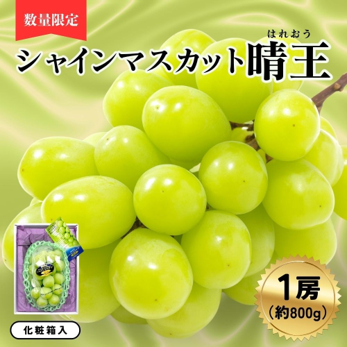 シャインマスカット晴王1房（約800ｇ）化粧箱入 2514209 - 岡山県鏡野町