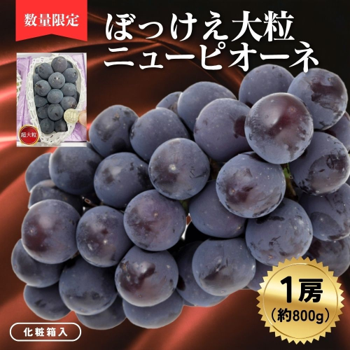 ぼっけえ大粒ニューピオーネ1房（約800ｇ以上）化粧箱入 2514210 - 岡山県鏡野町