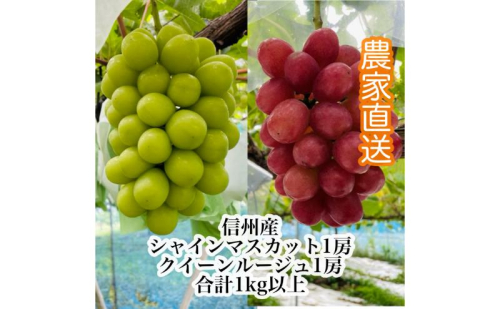 【2026年9月より順次発送】信州産クイーンルージュR 1房＆シャインマスカット1房（合計1kg以上）特選＆大粒＆大房 果物 ぶどう フルーツ 種なし 皮ごと 食べ応え ぶどうの食べ比べ 秋の味覚 2514322 - 長野県長野市