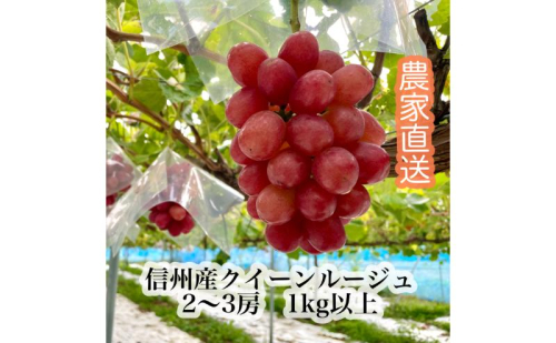 【2026年9月より順次発送】信州産クイーンルージュR 2～3房（合計1kg以上） 果物 ぶどう フルーツ 種なし 皮ごと 秋の味覚 2514323 - 長野県長野市