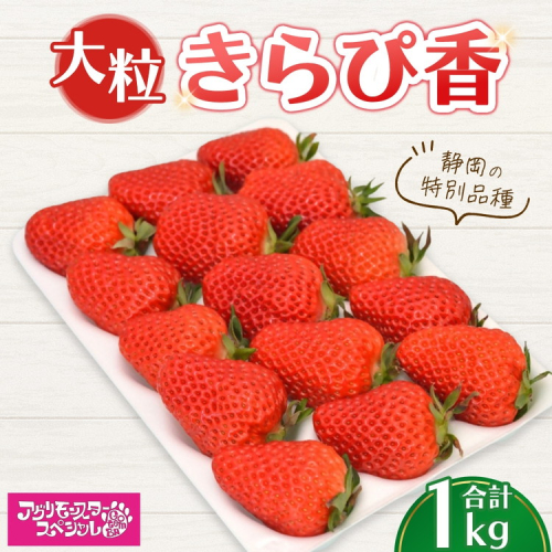 大粒 きらぴ香 静岡の特別品種 500g×トレー2枚 計1kg ｜ いちご 苺 果物 静岡県 ※2026年1月上旬～4月中旬頃に順次発送予定 ※北海道・沖縄・離島への配送不可 2514821 - 静岡県御殿場市