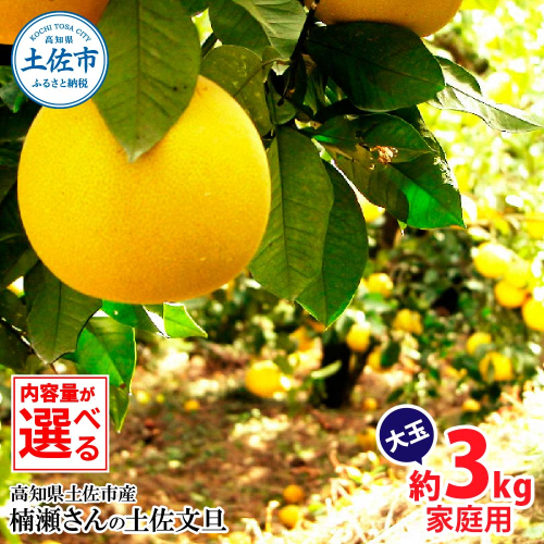 楠瀬さんの土佐文旦 家庭用大玉 約3kg 約3キロ 4L～2L ぶんたん ブンタン フルーツ 柑橘 みかん 果物 くだもの 柑橘類 デザート おやつ さっぱり おいしい 甘い お取り寄せ 国産 2515732 - 高知県土佐市