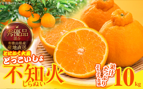 MK1012_不知火 (しらぬい) とにかく大玉 どっこいしょ 箱込 10kg (内容量約 9.2kg) 秀品 優品 混合 2516223 - 和歌山県湯浅町