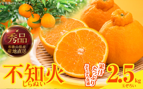 MK1014_不知火 (しらぬい) 秀品 玉ぞろい 箱込 2.5kg (内容量約2.3kg)  2516224 - 和歌山県湯浅町