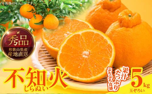 MK1013_不知火 (しらぬい) 秀品 玉ぞろい 箱込 5kg (内容量約4.4kg)  2516225 - 和歌山県湯浅町