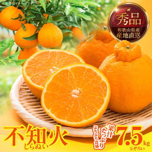 MK1009_不知火 (しらぬい) 秀品 玉ぞろい 箱込 7.5kg (内容量約6.8kg)  2516226 - 和歌山県湯浅町
