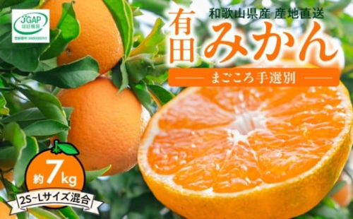 ZE6518_【2026年先行予約】【秀品】和歌山県産 有田みかん 約7kg (2S～Lサイズ混合)【まごころ手選別】 2516440 - 和歌山県湯浅町