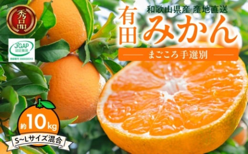 ZE6519_【2026年先行予約】【秀品】和歌山県産　有田みかん 約10kg （S～Ｌサイズ混合）【まごころ手選別】 2516441 - 和歌山県湯浅町