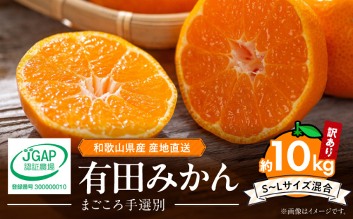 ZE6424_【2026年先行予約】【家庭用】 和歌山県産　有田みかん 約10kg (S～Lサイズ混合)【まごころ手選別】 2516881 - 和歌山県湯浅町