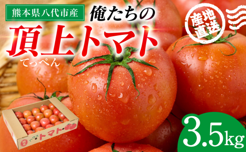産地直送 俺たちの頂上トマト 3.5kg トマト とまと 野菜 やさい 旬 旬の野菜 新鮮な野菜 地元産野菜 熊本県 八代市  2517753 - 熊本県八代市