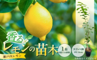 香るレモンの苗木 _ 香る レモン 苗木 瀬戸内レモン 国産 枝付き 苗 高さ 1m 前後 果樹 樹木 育てやすい ガーデニング 観葉植物 ベランダ栽培 鉢植え 家庭栽培 インテリア 結婚祝い 出産祝い 記念樹 スリット鉢 8号 支柱 ウェルカムボード お取り寄せ 福岡県 久留米市 送料無料 _Hf043