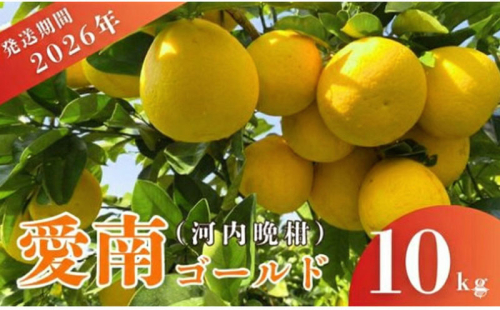 先行予約 愛南ゴールド（河内晩柑）約10kg みかん 蜜柑 河内晩柑 グレープフルーツ 柑橘 果物 フルーツ 前田ファーム 愛媛 愛南 発送: 2026年3月中旬～5月上旬 (なくなり次第終了) 2518076 - 愛媛県愛南町